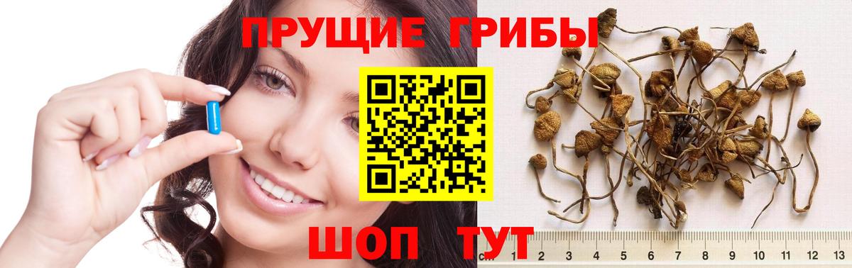 Псилоцибиновые грибы MAGIC MUSHROOMS Моздок